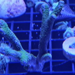 Κοράλλι Montipora spp. (Branched) green(Real photo)
