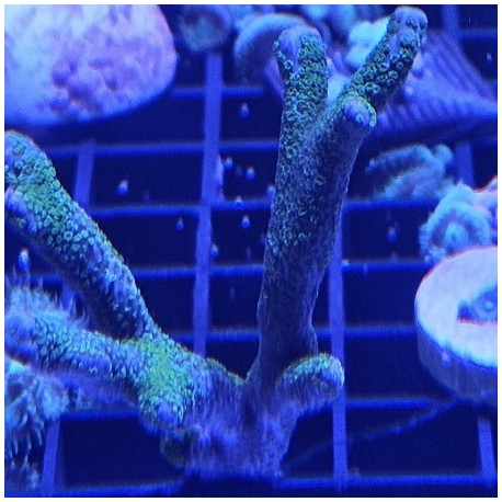 Κοράλλι Montipora spp. (Branched) green(Real photo)