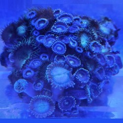 Κοράλλι Zoanthus Mix XL(Real photo)