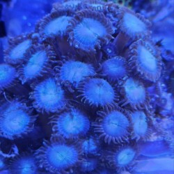 Κοράλλι Zoanthus Blue-Brown L (Real photo)