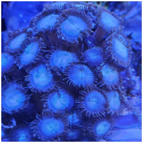 Κοράλλι Zoanthus Blue-Brown L (Real photo)