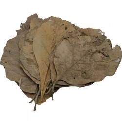 Ceramic Nature Teak leaves 10x