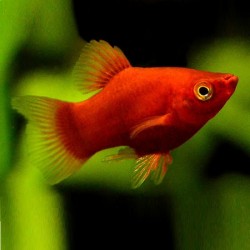 Platy Coral Red 3-4cm