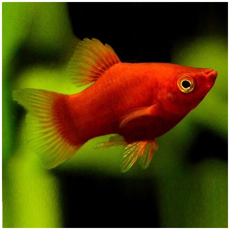 Platy Coral Red 3-4cm