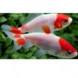 HOE KIM Goldfish 7-8cm