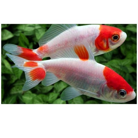 HOE KIM Goldfish 7-8cm