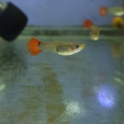 Guppy Red Tail Female