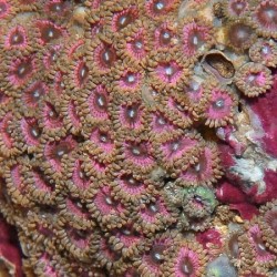 Κοράλλι Zoanthus spp. (Pink Grade A) Real photo