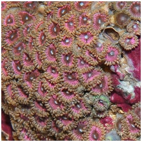 Κοράλλι Zoanthus spp. (Pink Grade A) Real photo
