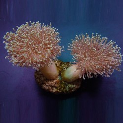 Κοράλλι Sarcophyton Ehrenbergi Tiny