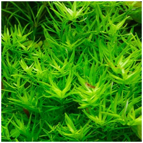 Heteranthera zosterifolia (Stargrass)(ΦΠ)