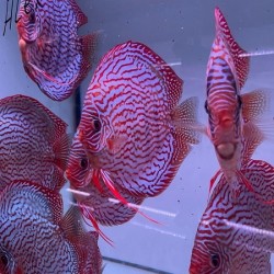 Piwowarski Discus Red Turquoise x Red Spotted Green 12-14cm