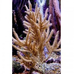 Κοράλλι Rumphella spp. S