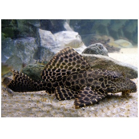 Plecostomus Leopard 5-6cm