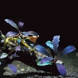 Bucephalandra Deep Purple with moss σε nano stone(ΦΠ)