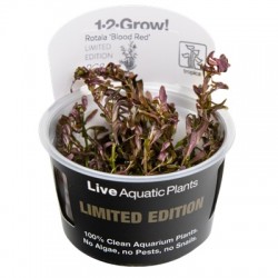 Rotala rotundifolia Blood Red Limited Edition 1-2-Grow!