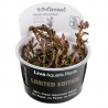 Rotala rotundifolia Blood Red Limited Edition 1-2-Grow