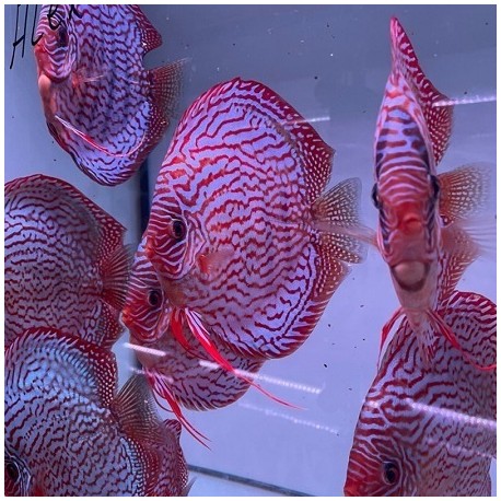 Piwowarski Discus Red Turquoise x Red Spotted Green 14-16cm