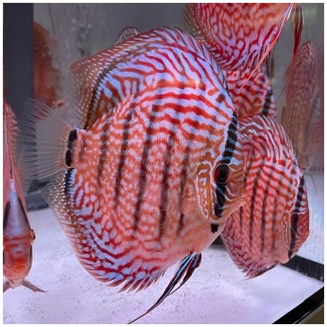 Piwowarski Discus Red Turquoise x Cobalt 12-14cm