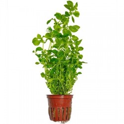 Ludwigia palustris Green potted