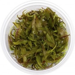 AQUAFLORA Cryptocoryne usteriana In Vitro Cup