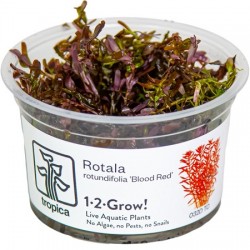 Rotala rotundifolia Blood Red 1-2-Grow