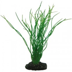 Hobby Διακοσμητικό φυτό Sagittaria 20cm