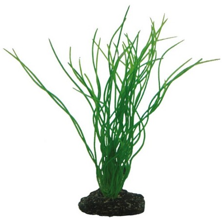 Hobby Διακοσμητικό φυτό Sagittaria 20cm