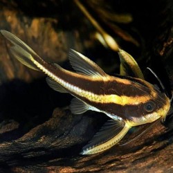 Platydoras Costatus 20cm