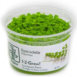 Spirodela polyrrhiza limited edition 1-2-Grow