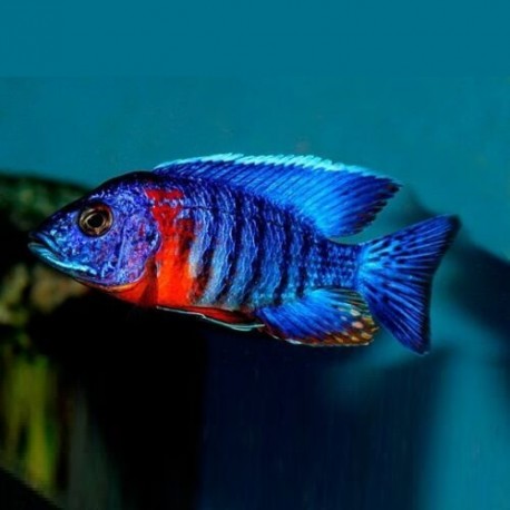 Aulonocara Red Flash Peacock 5cm