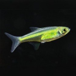 Rasbora Kubotai 2cm