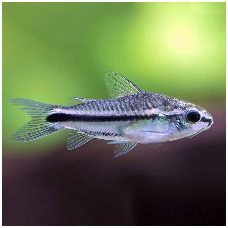 Corydoras Pygmy 1.3cm