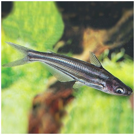 Glass Dwarf Pangasius 5cm