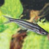 Glass Dwarf Pangasius 5cm