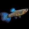 Guppy Metal Snakeskin Blue Tail Female 3cm