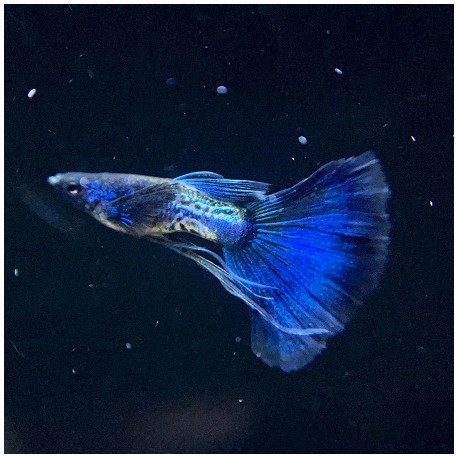 Guppy Metal Snakeskin Blue Tail Male 3cm