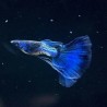 Guppy Metal Snakeskin Blue Tail Male 3cm