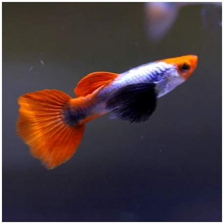 Guppy Platinum Red Tail Big Ear Koi Male 2cm