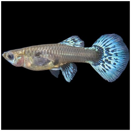 Guppy Red Mosaic Dumbo Female 3cm