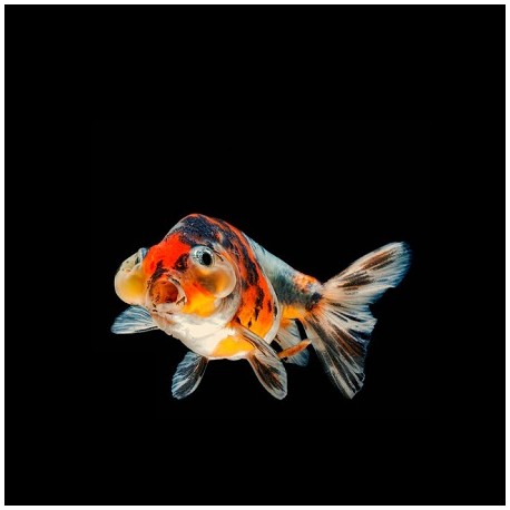 Calico Bubble Eye Goldfish 8-9cm