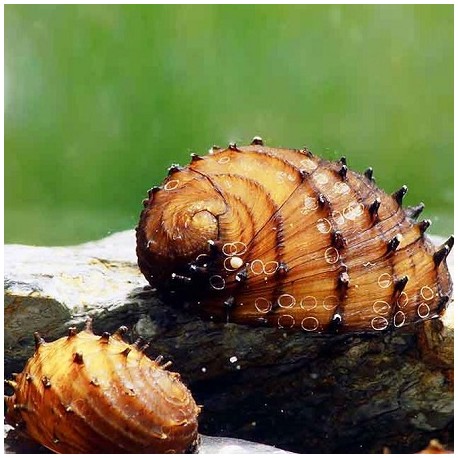 King Cobra Nerite Snail