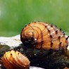 King Cobra Nerite Snail