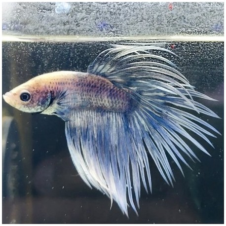 Μονομάχος Crowntail Grade A No1 (Real Photo)