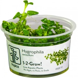 Hygrophila serpyllum 1-2-Grow!