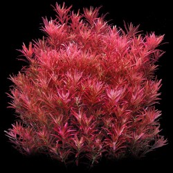 Rotala rotundifolia Blood Red(ΦΠ)