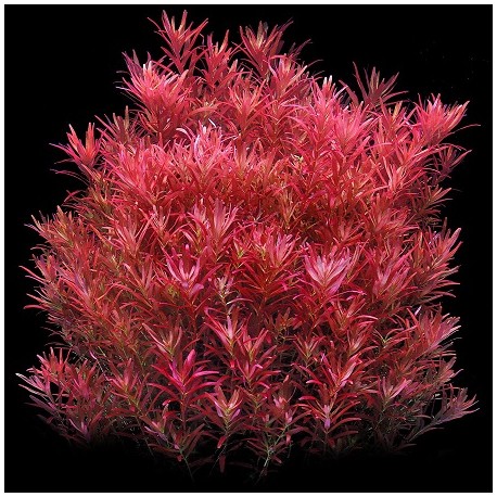 Rotala rotundifolia Blood Red(ΦΠ)