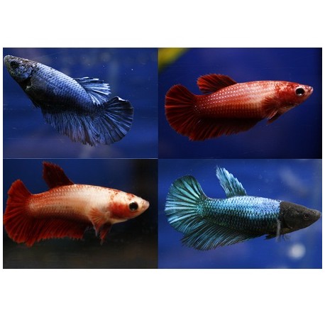 Betta Super Delta Female Μ (3-4cm)