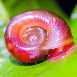 Ramshorn snail red 2cm