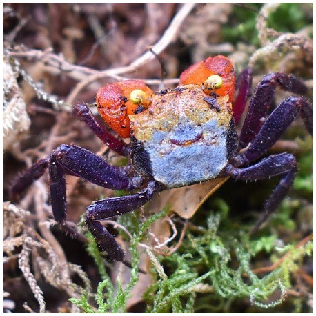 Red rainbow vampire crab 3cm